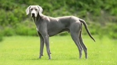 Dla tych, którzy nie lubią gotować: 8 najbardziej bezpretensjonalnych ras psów